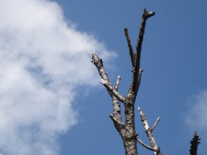 20081019