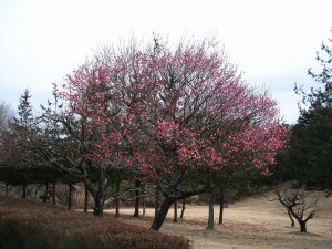20090120