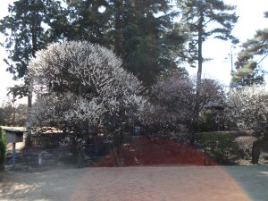 20090307