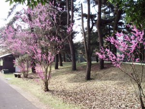 20090419