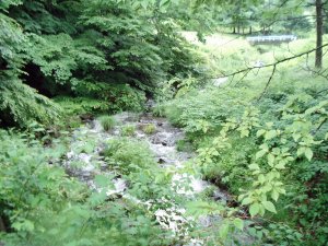 20080704