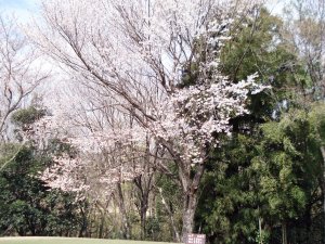 20090404