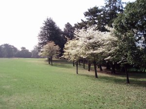 20090419