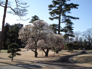 20090307