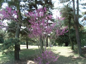 20090422