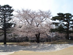 20090403