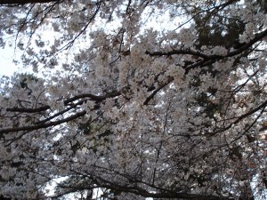 20090403