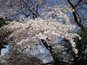 20090403