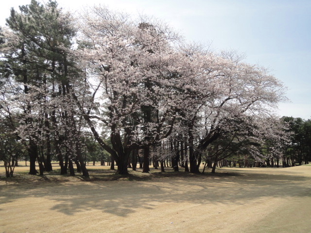 20140401｜鷹之台ＣＣ