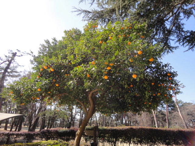 20150305｜大宮ＧＣ