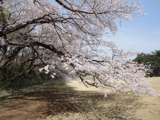 20140401｜鷹之台ＣＣ