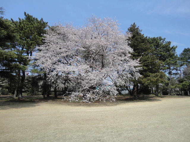 20140401｜鷹之台ＣＣ